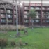 Disney Vacation Club Rentals - Animal Kingdom Lodge