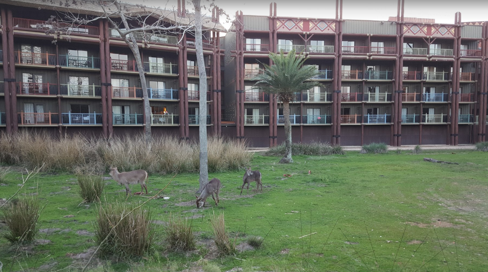 Disney Vacation Club Rentals - Animal Kingdom Lodge