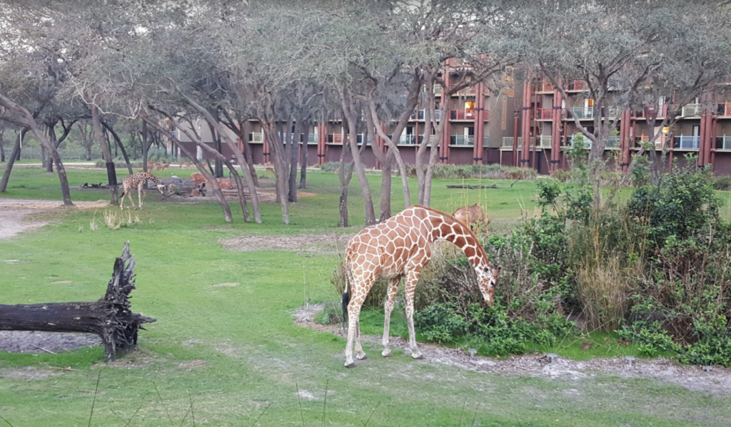 Animal Kingdom Safari View – Book DVC