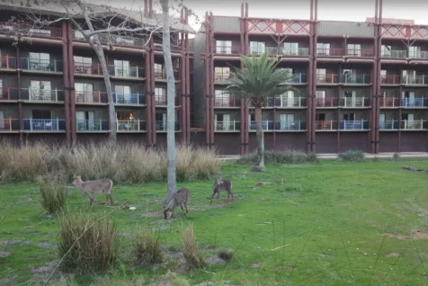Disney Vacation Club Rentals - Animal Kingdom Lodge
